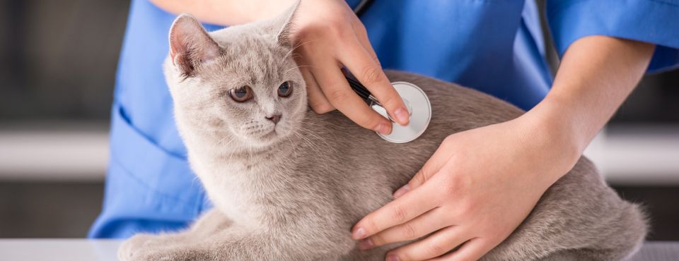 La coda del gatto  Clinica La Veterinaria