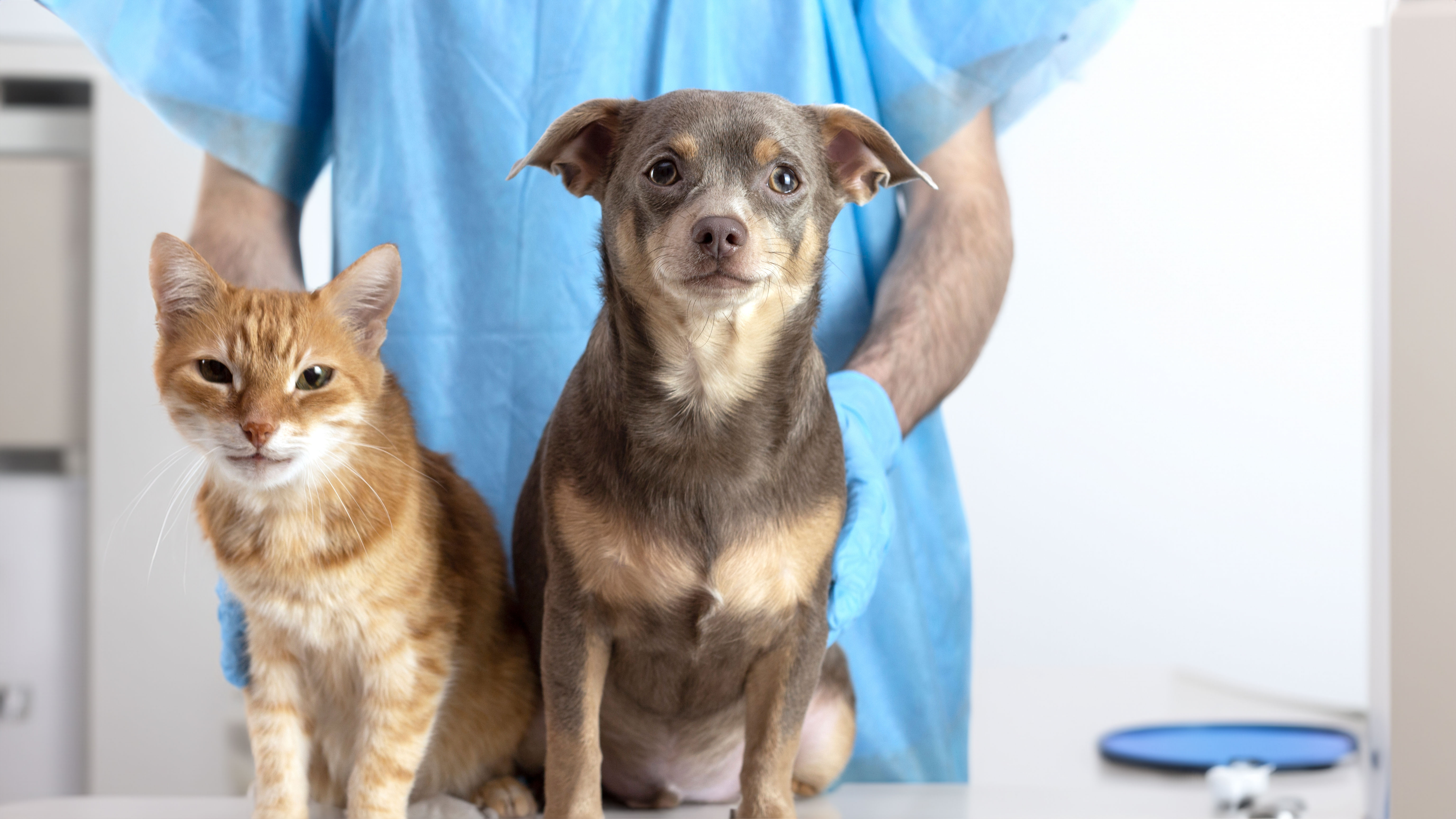 A cat and a dog sitting on a table, with a person in blue scrubs and gloves standing behind them.