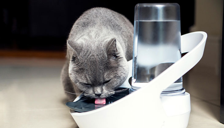 grey cat with water 