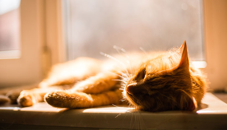 sun bathing cat