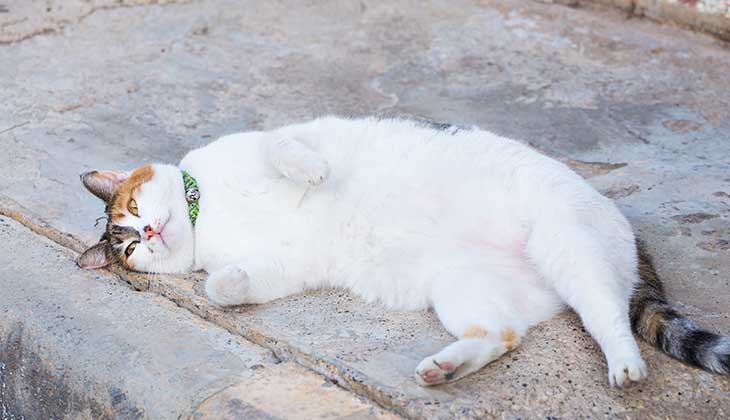 lazy white cat 