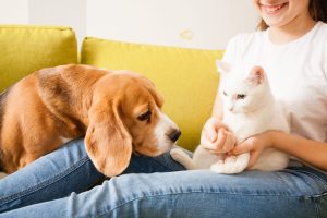 beagle e gatto con il proprietario dell'animale domestico