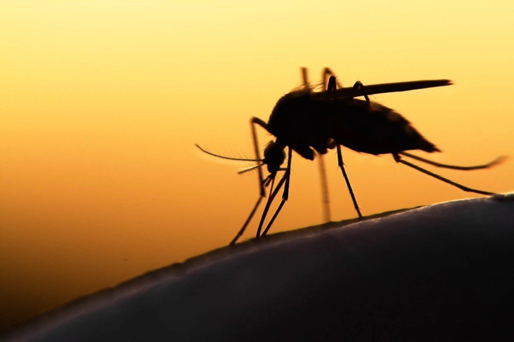 Le zanzare sono un fastidio che si trova in tutto il mondo, in particolare negli ambienti caldi e umidi come laghi e paludi.