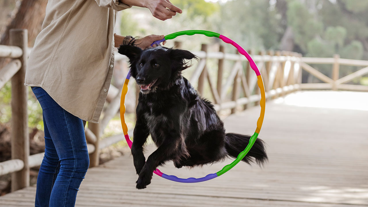 Scopri attività ed esercizi per pet