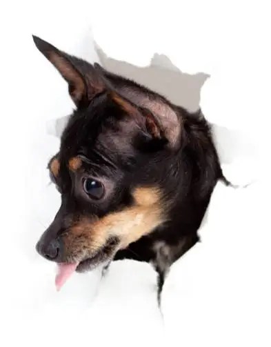 dog wallpaper