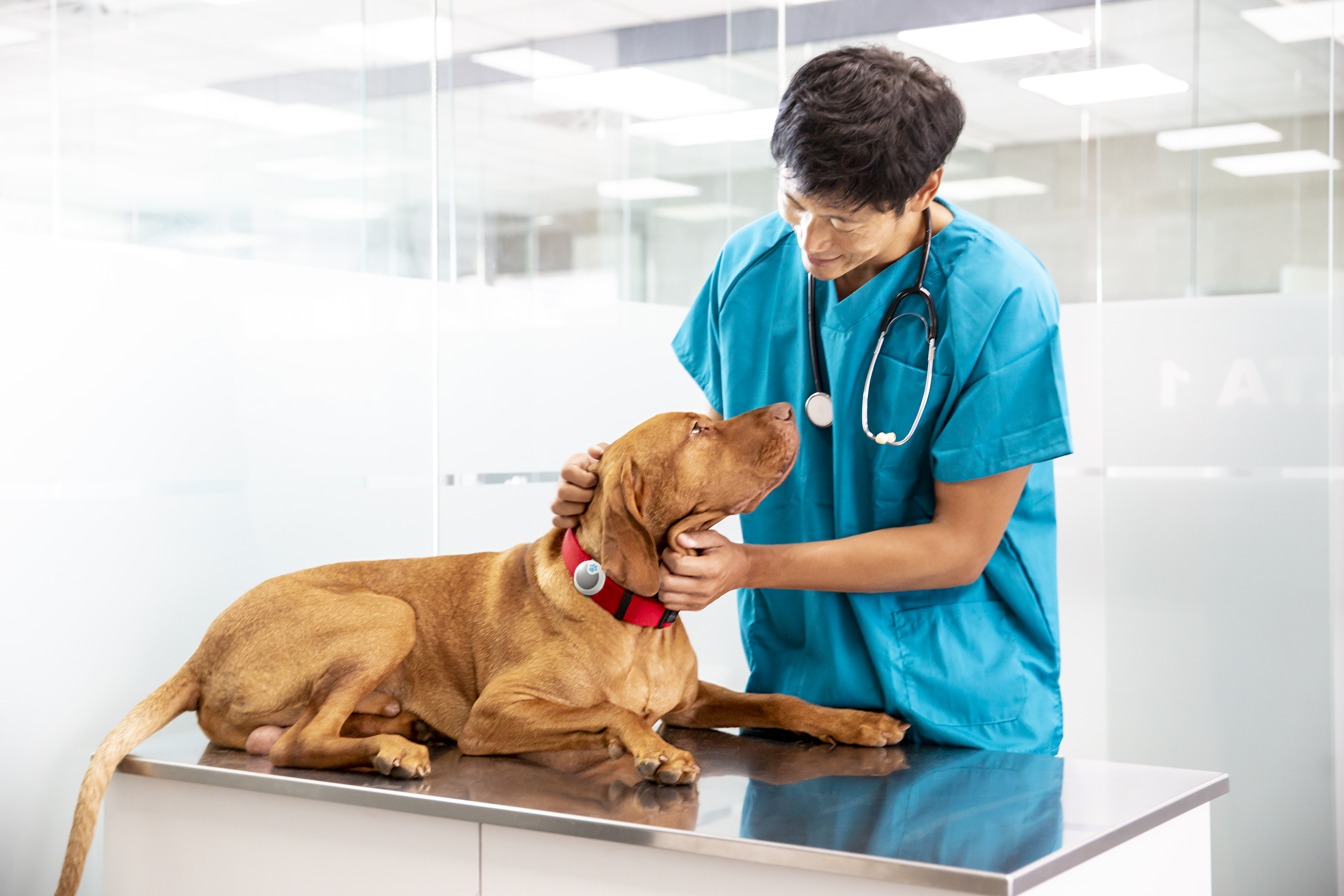 Male-Vet-and-dog-at-exam-room