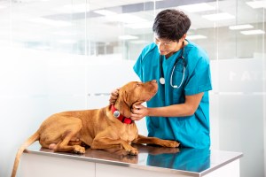 Male-Vet-and-dog-at-exam-room