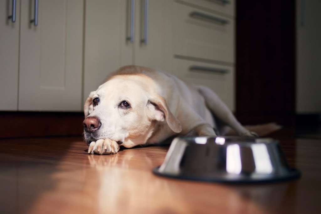 Cane con gli occhi tristi in attesa di mangiare