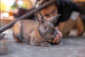 Una bambina gioca con un coniglio domestico per strada. Concetto di animale domestico.