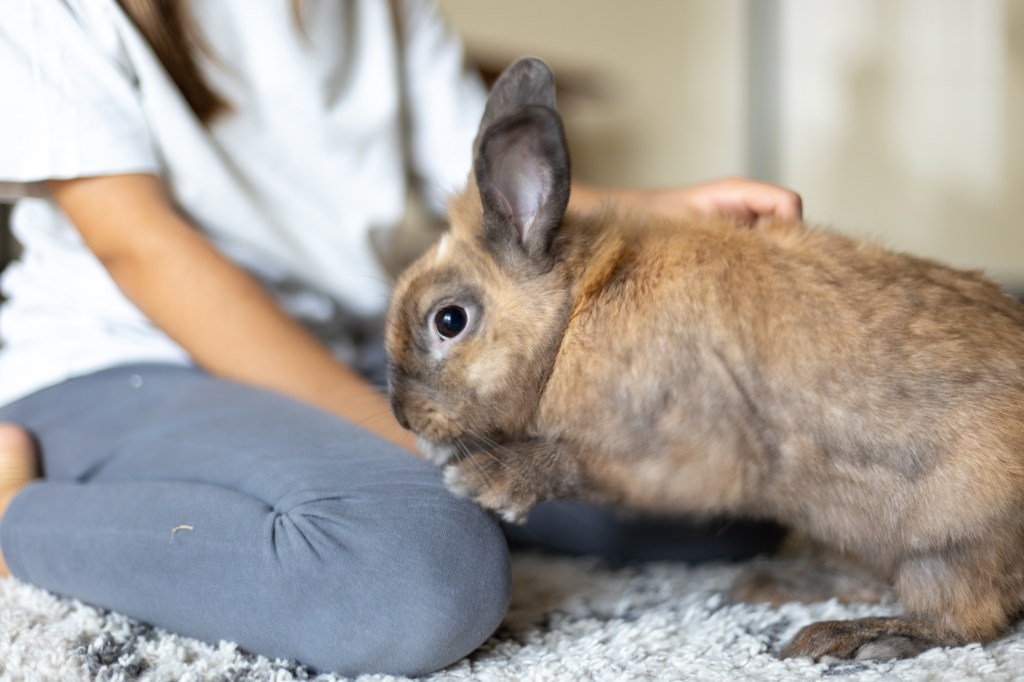 Una graziosa bambina gioca con un coniglio domestico. Concetto di animali domestici.