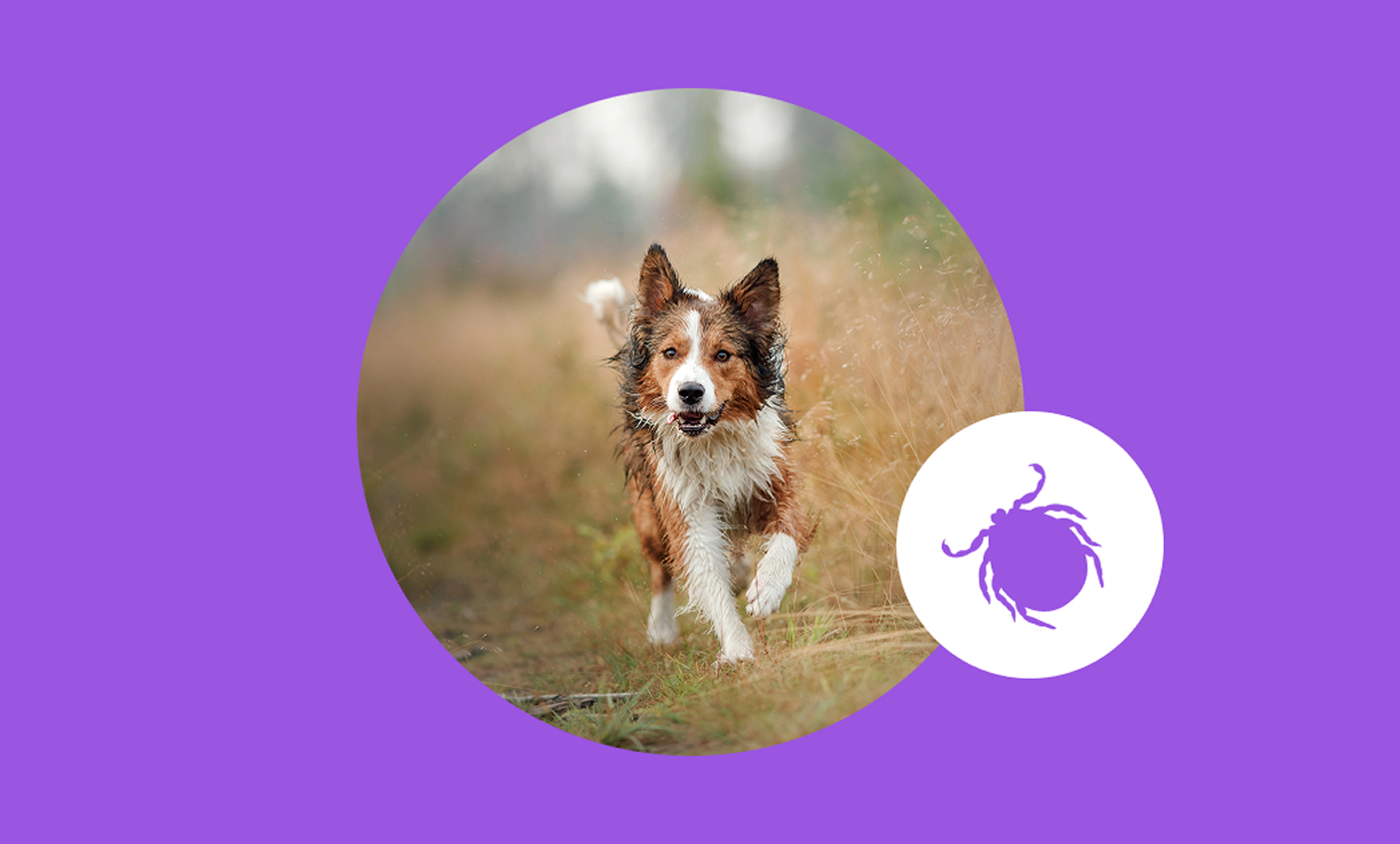 Ticks